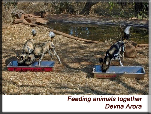 Devna Arora - Feeding bowls